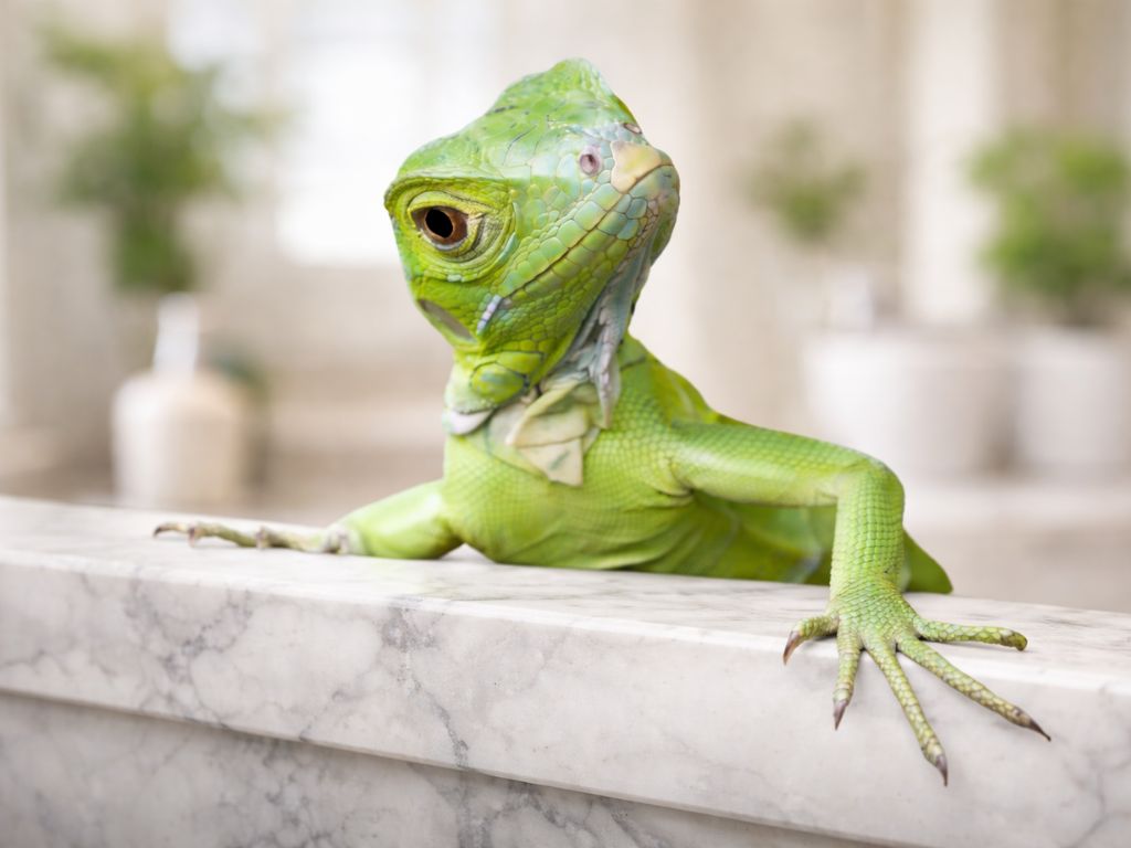 Lessons From a Lizard: On Regeneration at Midlife and Beyond